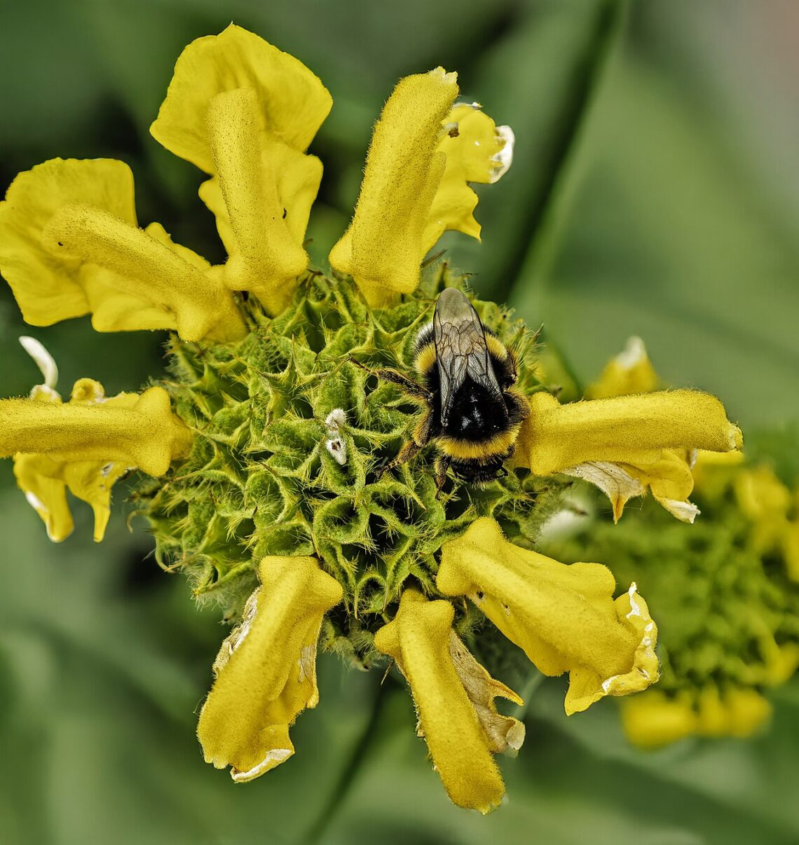 Bourdon terrestre sur une fleur