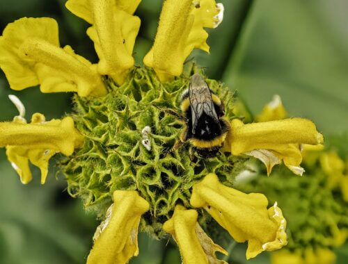 Bourdon terrestre sur une fleur