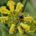 Bourdon terrestre sur une fleur