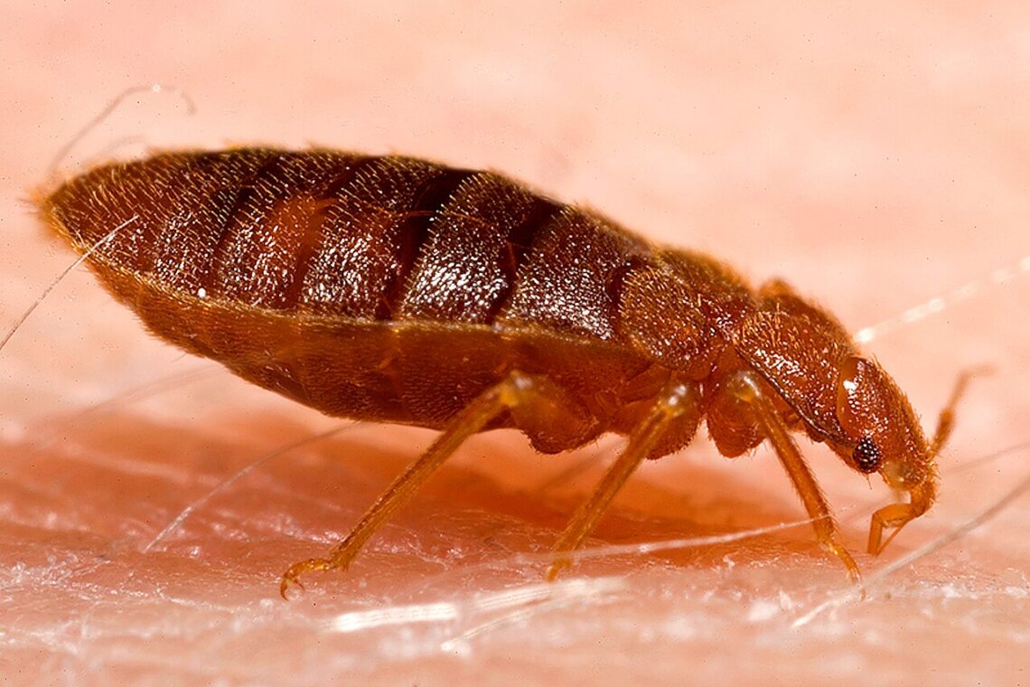 Punaise de lit adulte (Cimex lectularius)