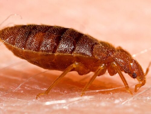 Punaise de lit adulte (Cimex lectularius)