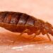 Punaise de lit adulte (Cimex lectularius)
