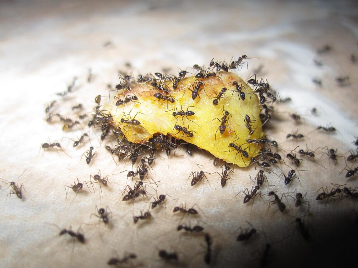 Fourmis noires envahissant de la nourriture
