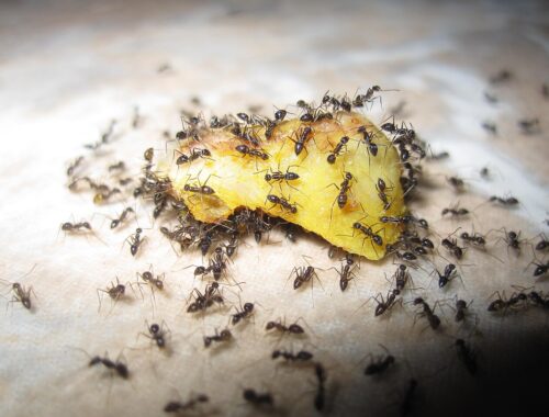 Fourmis noires envahissant de la nourriture