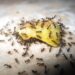 Fourmis noires envahissant de la nourriture