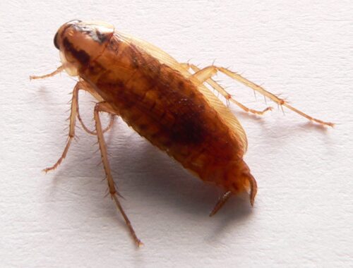 Blatte germanique (Blattella germanica)