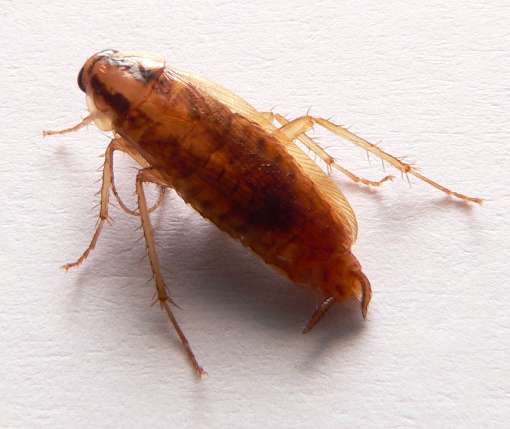 Blatte germanique (Blattella germanica)