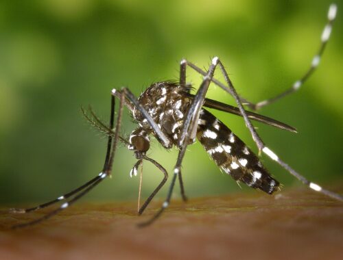 Moustique tigre (Aedes albopictus)