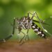 Moustique tigre (Aedes albopictus)