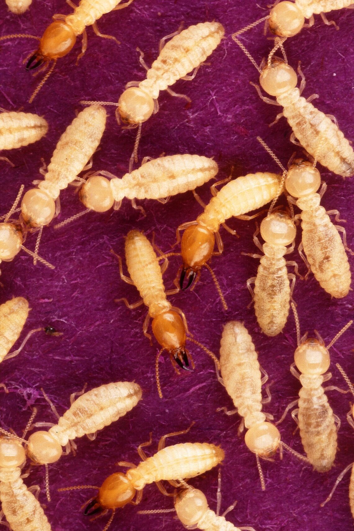 Termites ouvriers (Coptotermes)