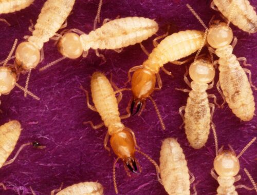 Termites ouvriers (Coptotermes)