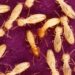 Termites ouvriers (Coptotermes)