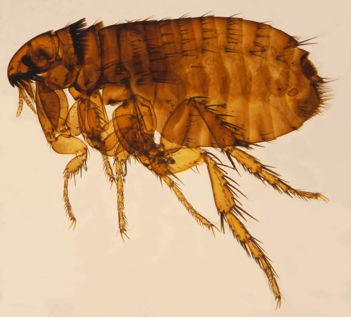 Puce du chat (Ctenocephalides felis)