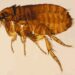 Puce du chat (Ctenocephalides felis)
