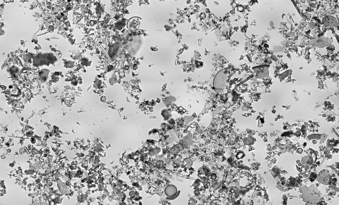 Terre de diatomée vue au microscope