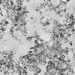 Terre de diatomée vue au microscope