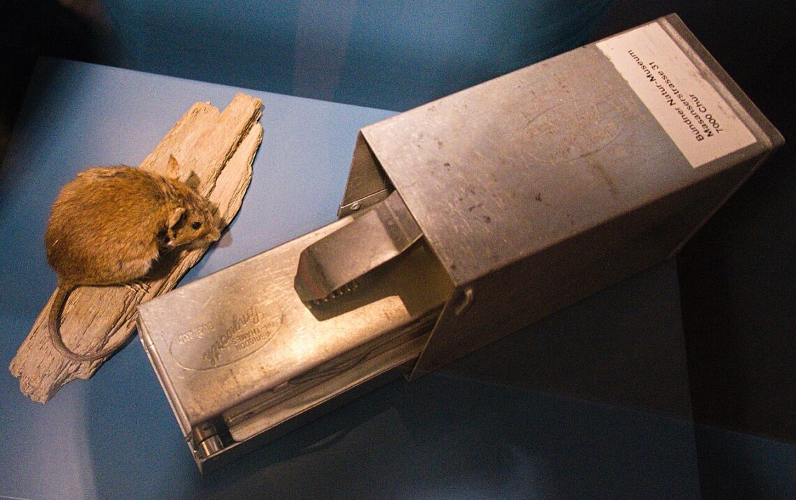 Piège à souris - méthode de lutte mécanique