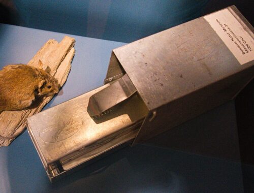 Piège à souris - méthode de lutte mécanique