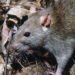 Rat brun (Rattus norvegicus)