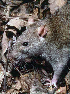 Rat brun (Rattus norvegicus)