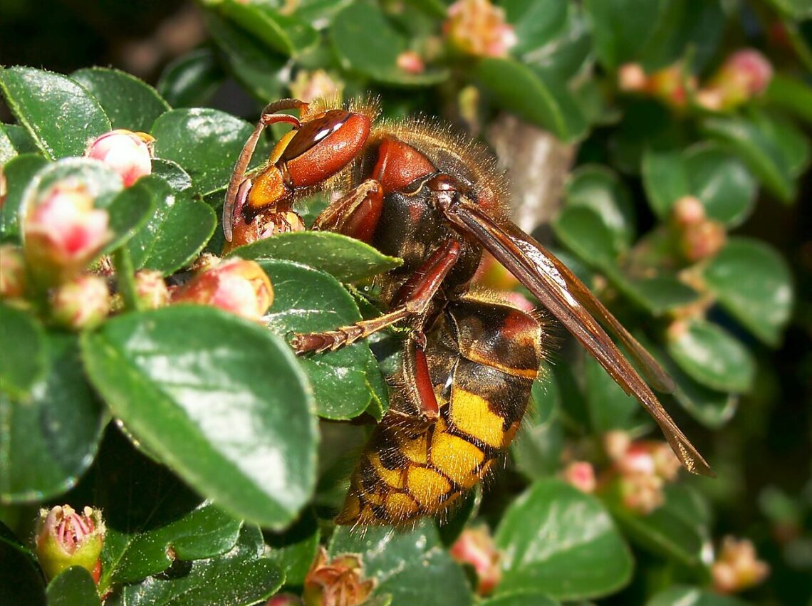 Frelon européen (Vespa crabro) vue latérale