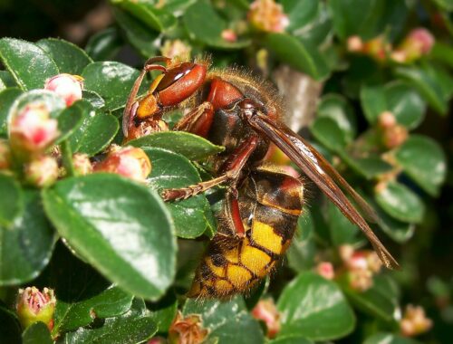 Frelon européen (Vespa crabro) vue latérale