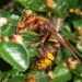 Frelon européen (Vespa crabro) vue latérale