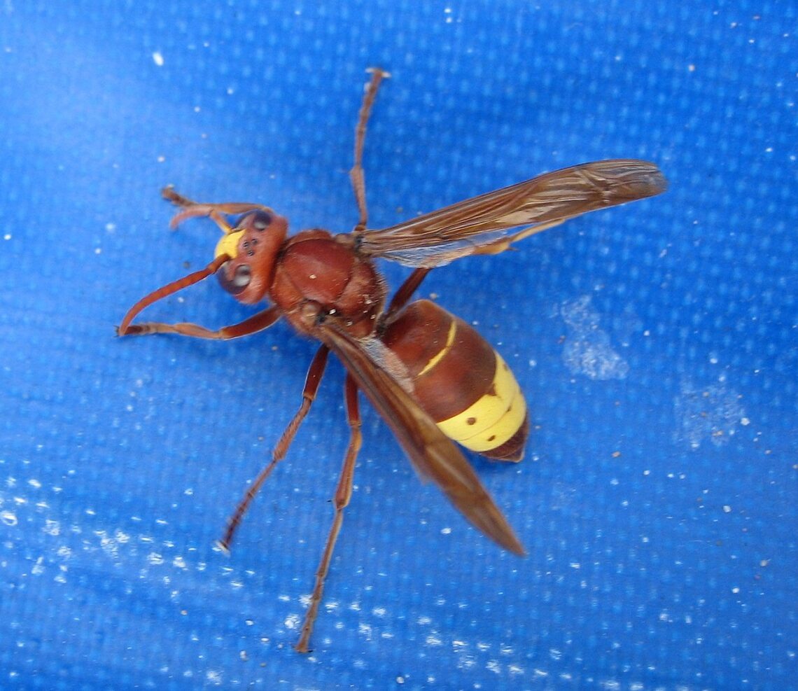 Frelon oriental (Vespa orientalis)