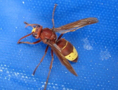 Frelon oriental (Vespa orientalis)