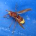 Frelon oriental (Vespa orientalis)