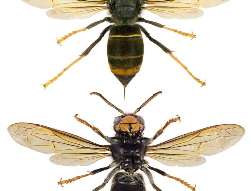 Nid de frelons asiatiques à détruire