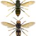 Frelon asiatique (Vespa velutina)