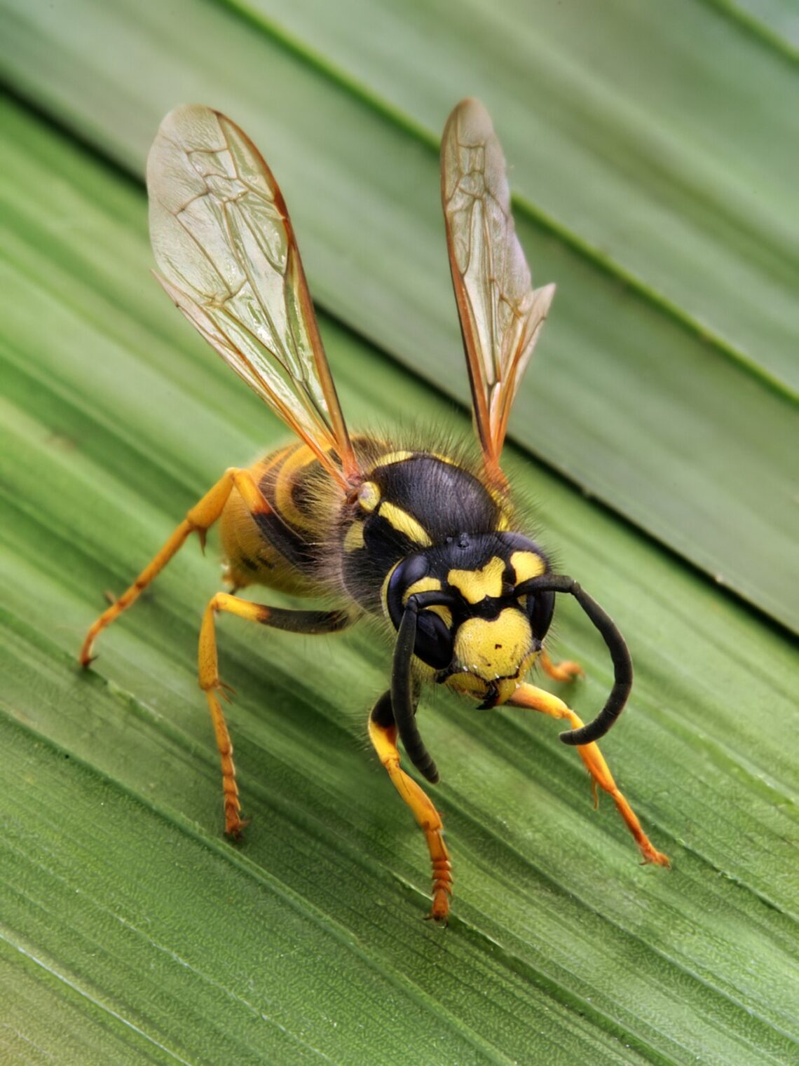 Guêpe germanique (Vespula germanica)