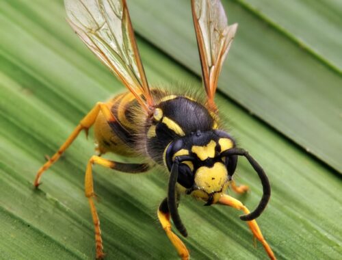 Guêpe germanique (Vespula germanica)