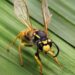 Guêpe germanique (Vespula germanica)