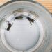 Piège à guêpes fait maison avec une bouteille en plastique coupée et retournée